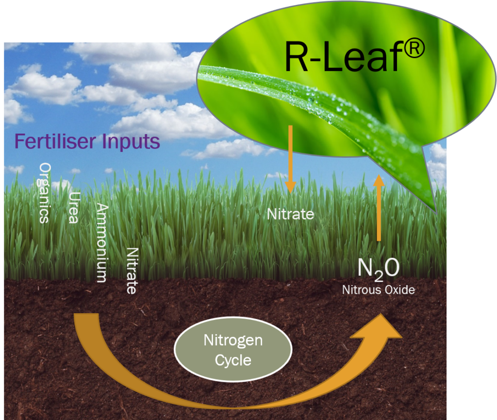 R-Leaf-Workings-Simplified